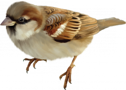 горобець.png
