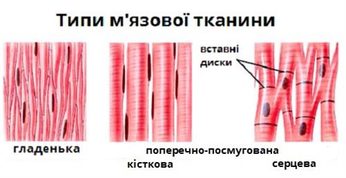 Блог практичного психолога та вчителя біології Бойко Юлії Василівни ...