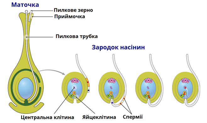 проростання.png