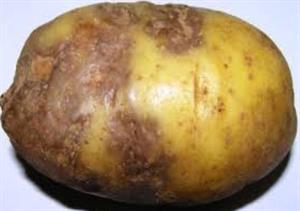 фітофтора6.jpg