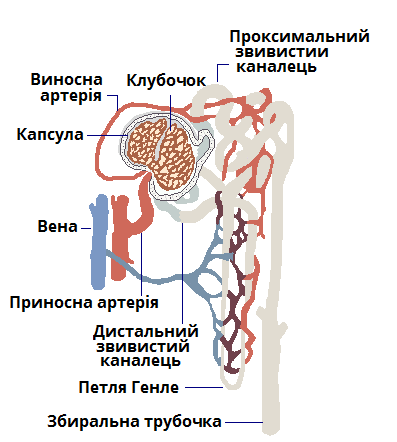 кровопостачання нефрона.png