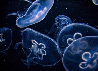 1-медуза.jpg