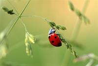 ladybird pix.jpg