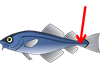 х2.png