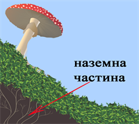 т2.png