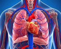 легені та серце канва платне.jpg