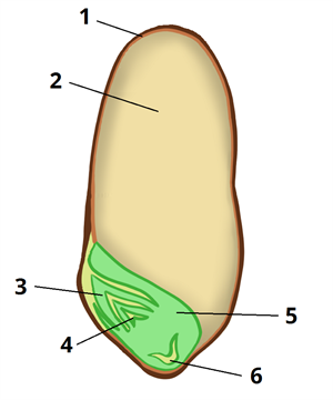 пшениця цифри5.png