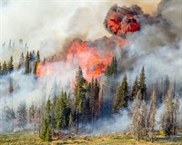 лісова пожежа.jpg