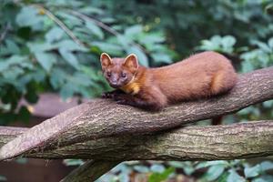 marten pix.jpg