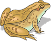 frog-g88a6825b2_1280.png