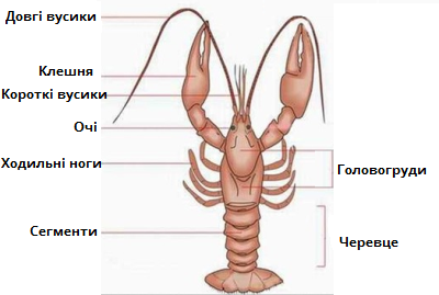 Річковий рак_схема-підписи.png