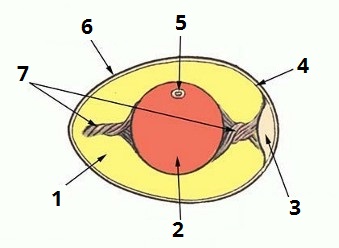 яйце-цифри3.jpg