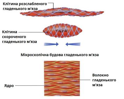 гладенький мяз.jpg