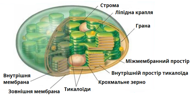 § 14. ЦИТОПЛАЗМА ТА ОСНОВНІ КЛІТИННІ ОРГАНЕЛИ | Презентація. Біологія