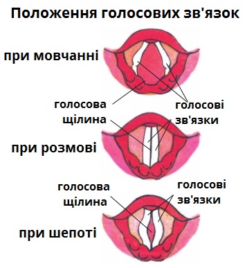 голосова щілина.jpg