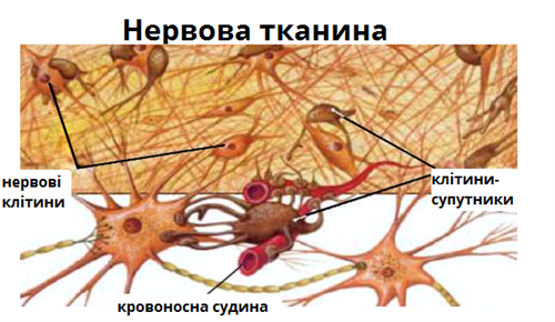 нервова клітина.png