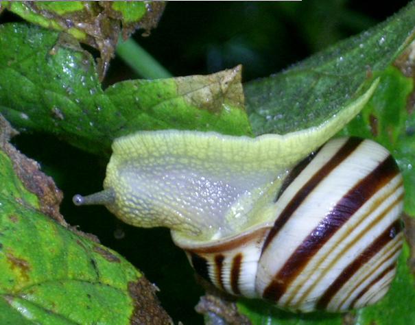 Австрийская цепея[1] (лат. Cepaea Vindobonensis)