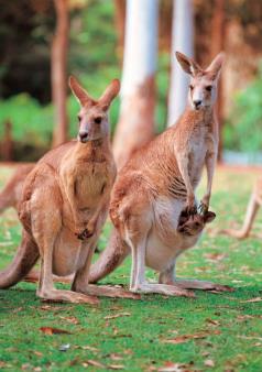 Australia_animal.jpg