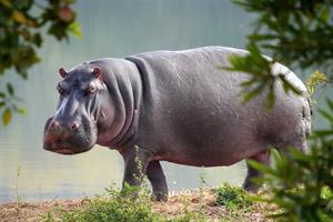 hippo-pix.jpg