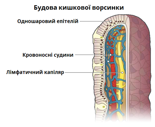 будова ворсинки.png