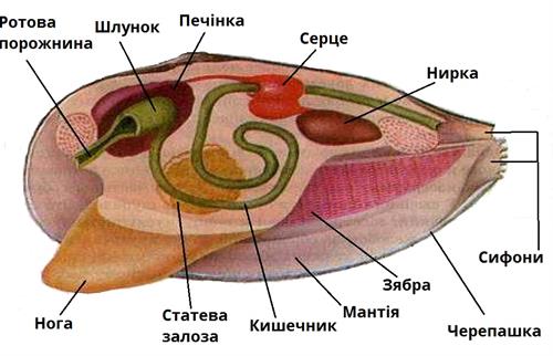 будова беззубки підписи.jpg