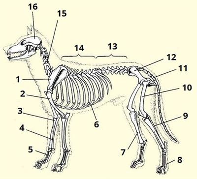 скелет цифри3.jpg