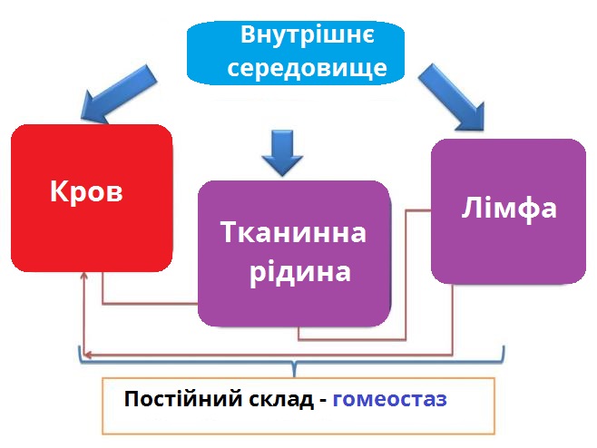 рідини організму.jpg