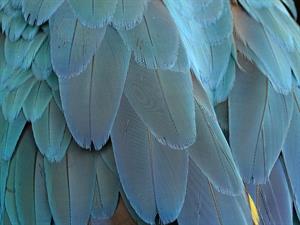 feather-pix.jpg