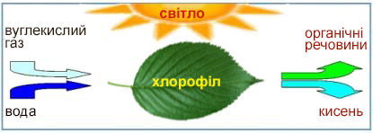 schema_fotosinteza1.jpg