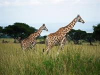 giraffe.jpg