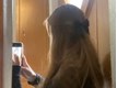 Ева Руслановна мирная