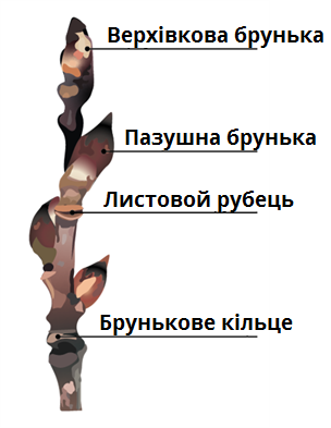 бруньки.png