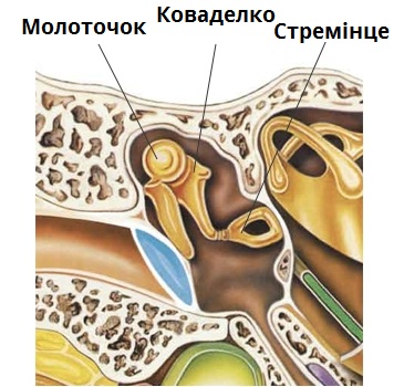 Молоточек внутреннее ухо. Наковальня молоточек стремечко в ухе. Слуховые косточки в ухе. Ухо строение слуховые косточки. Косточка среднего уха у человека.
