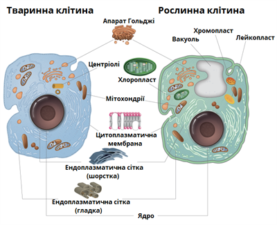 Будова_клітини.png