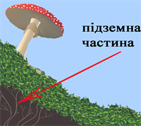 п7.png