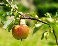 яблуня пагін.jpg