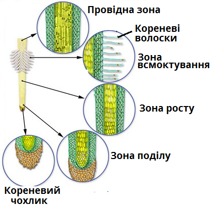 зони кореня клітини.png