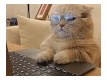 Влад Макоткін