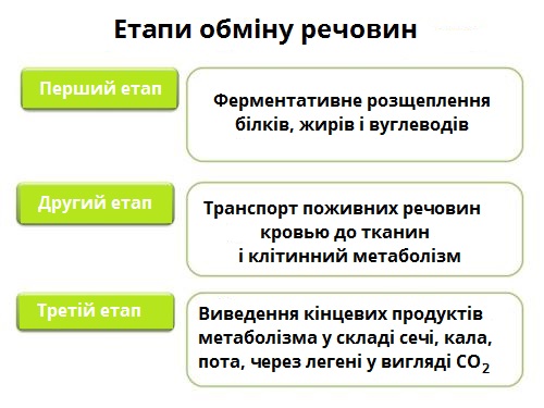 етапи обміну речовин.jpg