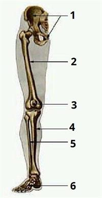 скелет нога цифра1.jpg