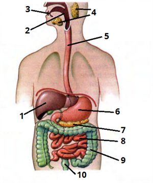 травна_система цифри1.png