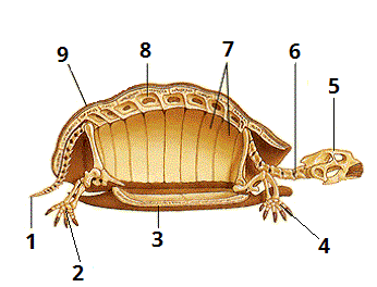 скелет черепахи цифри2.gif