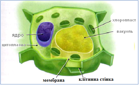 клетка.bmp