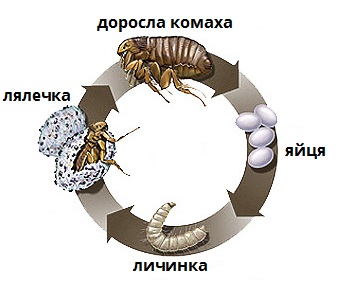 блоха_підписи.jpg