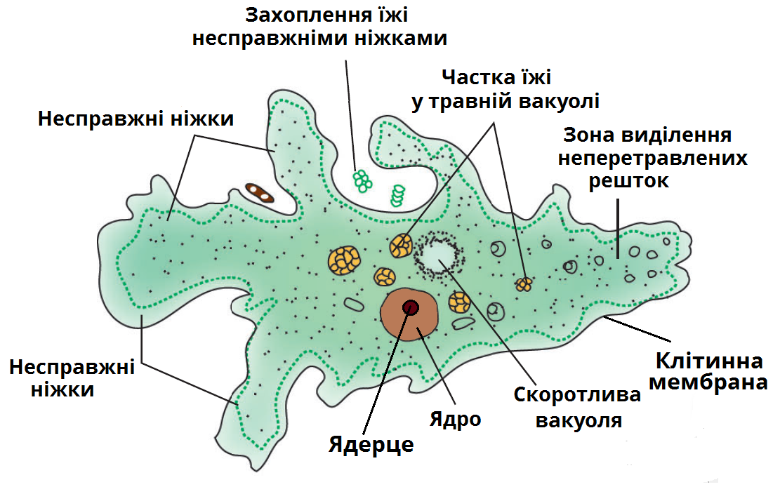 Питание амебы