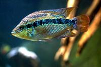 fish-3218167_960_720.jpg