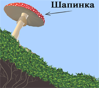 п1.png