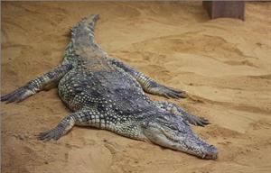 крокодил12.jpg