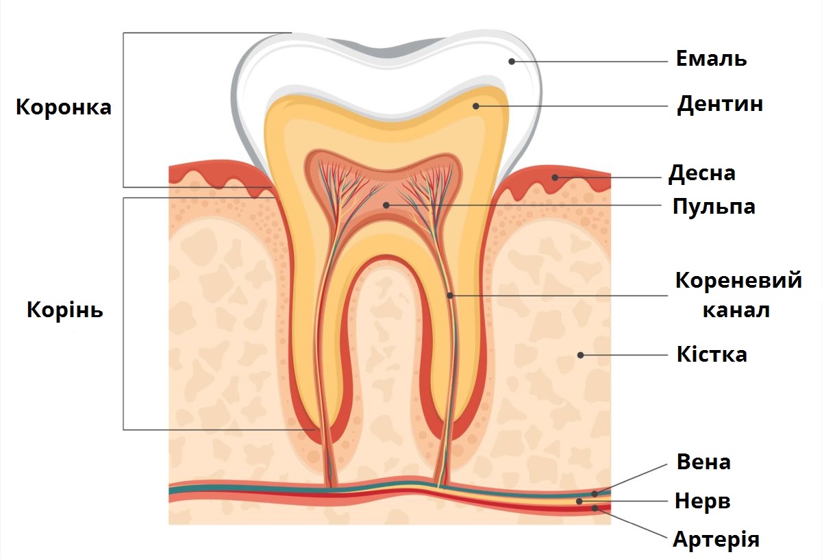 Анатомия зуба вектор