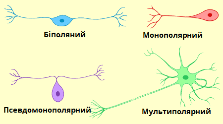 форма_нейронів.png